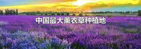 中国最大薰衣草种植地