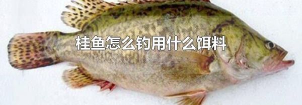 桂鱼怎么钓用什么饵料