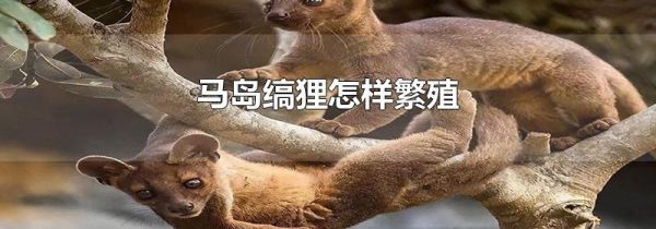 马岛缟狸怎样繁殖