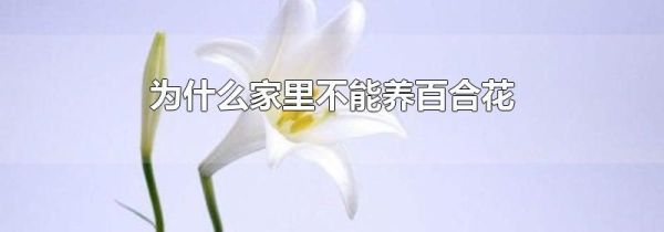 为什么家里不能养百合花