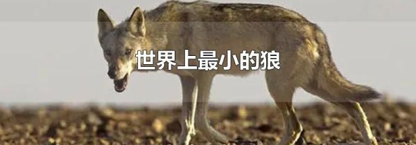 世界上最小的狼