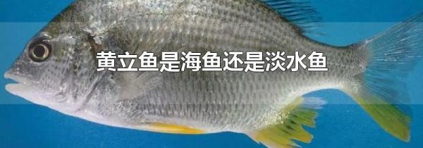 黄立鱼是海鱼还是淡水鱼