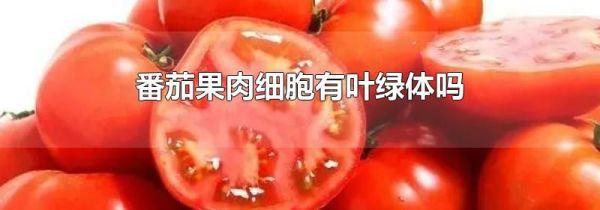 番茄果肉细胞有叶绿体吗