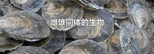 雌雄同体的生物