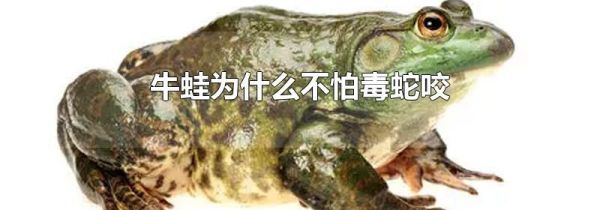 牛蛙为什么不怕毒蛇咬