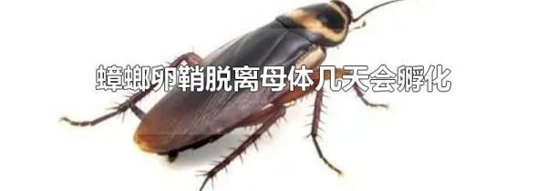 蟑螂卵鞘脱离母体几天会孵化