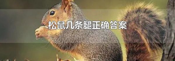 松鼠几条腿正确答案