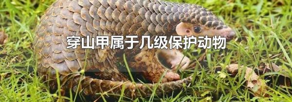 穿山甲属于几级保护动物