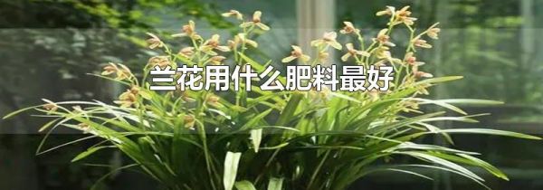 兰花用什么肥料最好
