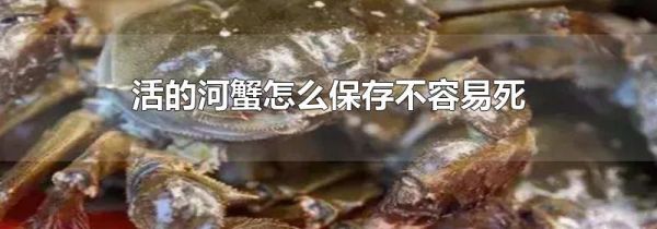 活的河蟹怎么保存不容易死