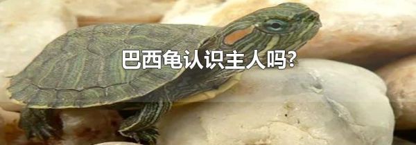 巴西龟认识主人吗?