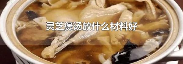 灵芝煲汤放什么材料好