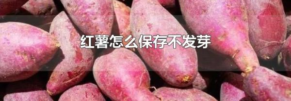 红薯怎么保存不发芽