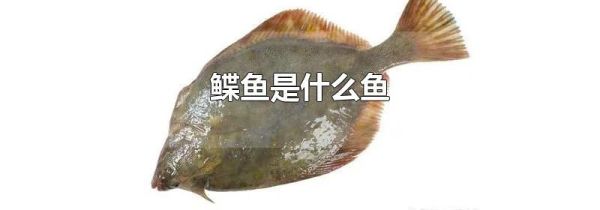 鲽鱼是什么鱼