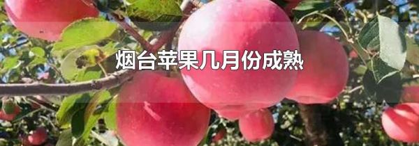 烟台苹果几月份成熟