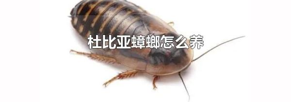 杜比亚蟑螂怎么养