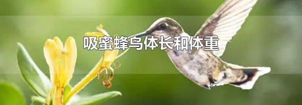 吸蜜蜂鸟体长和体重