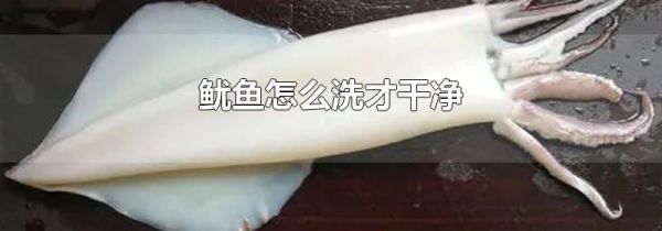 鱿鱼怎么洗才干净
