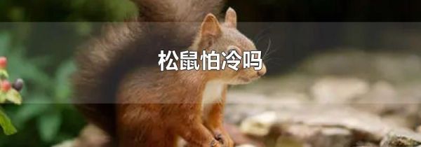 松鼠怕冷吗