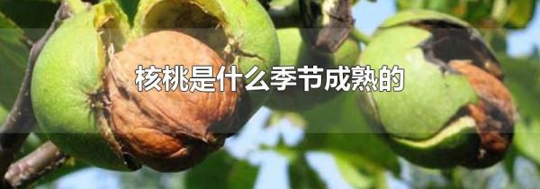 核桃是什么季节成熟的