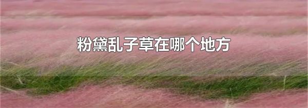 粉黛乱子草在哪个地方