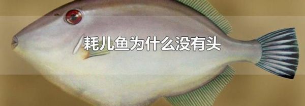 耗儿鱼为什么没有头