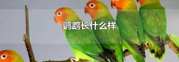 鹦鹉长什么样
