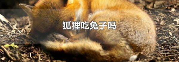 狐狸吃兔子吗