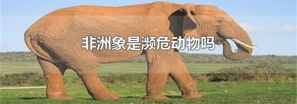 非洲象是濒危动物吗