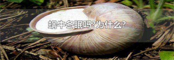 蜗牛冬眠吗?为什么?