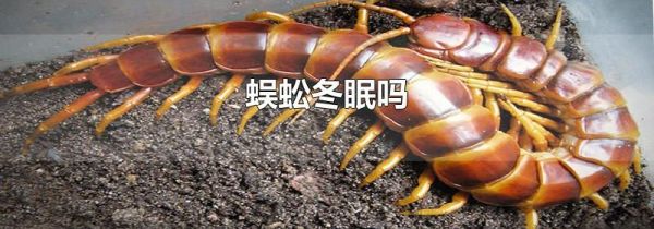 蜈蚣冬眠吗