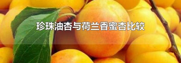 珍珠油杏与荷兰香蜜杏比较
