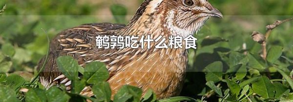鹌鹑吃什么粮食