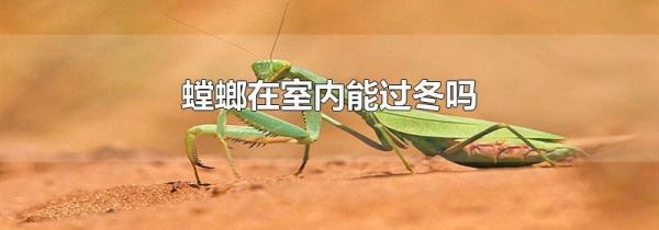 螳螂在室内能过冬吗