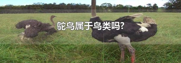 鸵鸟属于鸟类吗?