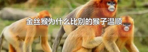 金丝猴为什么比别的猴子温顺
