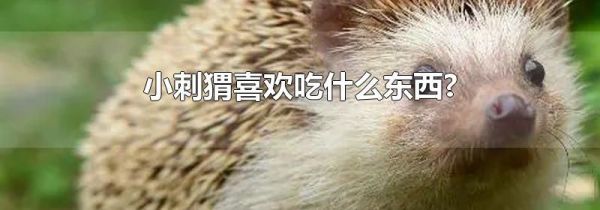 小刺猬喜欢吃什么东西?