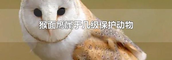 猴面鹰属于几级保护动物