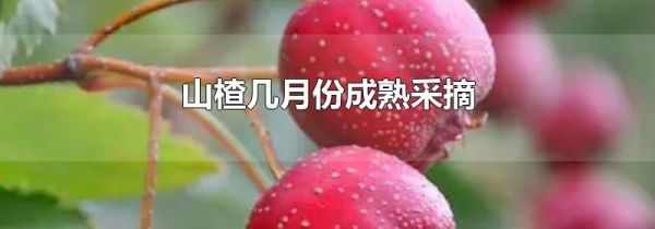 山楂几月份成熟采摘