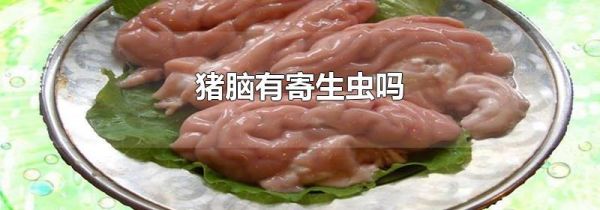 猪脑有寄生虫吗