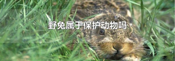 野兔属于保护动物吗