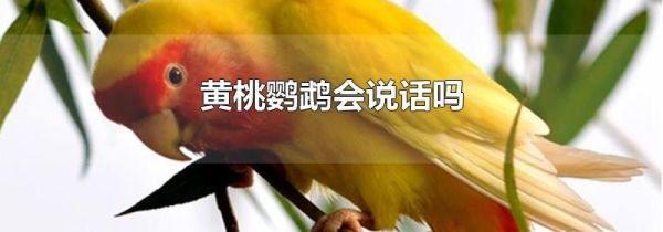 黄桃鹦鹉会说话吗