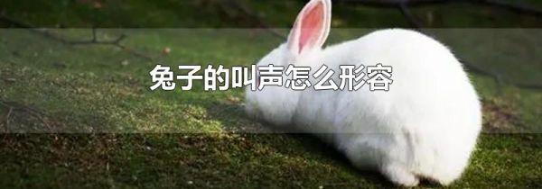 兔子的叫声怎么形容