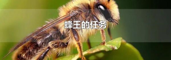 蜂王的任务