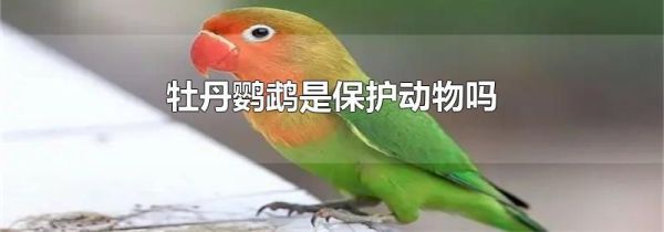 牡丹鹦鹉是保护动物吗