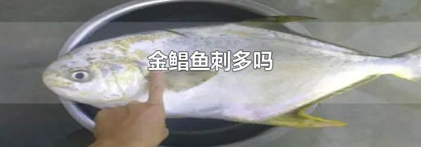 金鲳鱼刺多吗