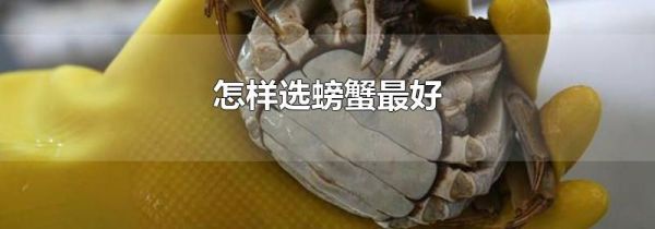 怎样选螃蟹最好