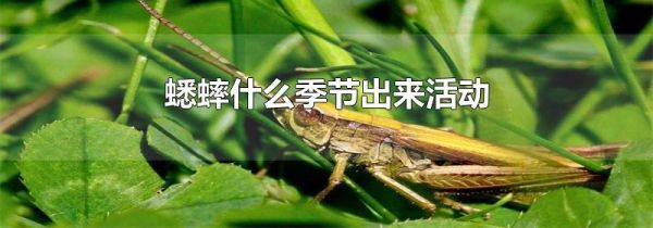 蟋蟀什么季节出来活动