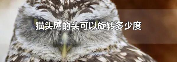 猫头鹰的头可以旋转多少度