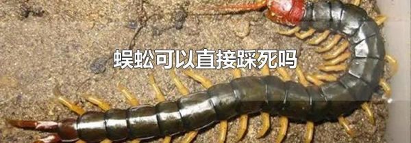 蜈蚣可以直接踩死吗